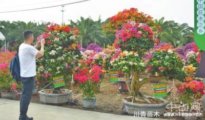 點燃現代農業發展新引擎 促中山花木品牌走向全國