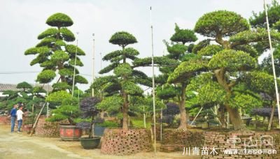點燃現代農業發展新引擎 促中山花木品牌走向全國