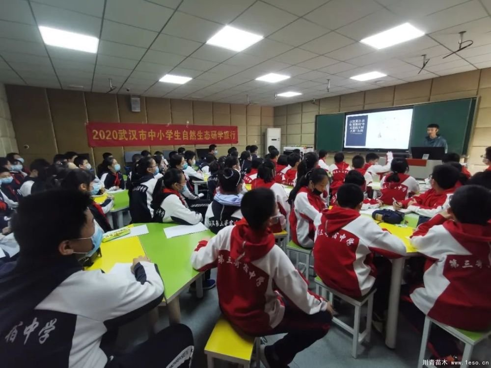 武漢導師帶領初中生探究喬木的奧秘,生動的上了一課