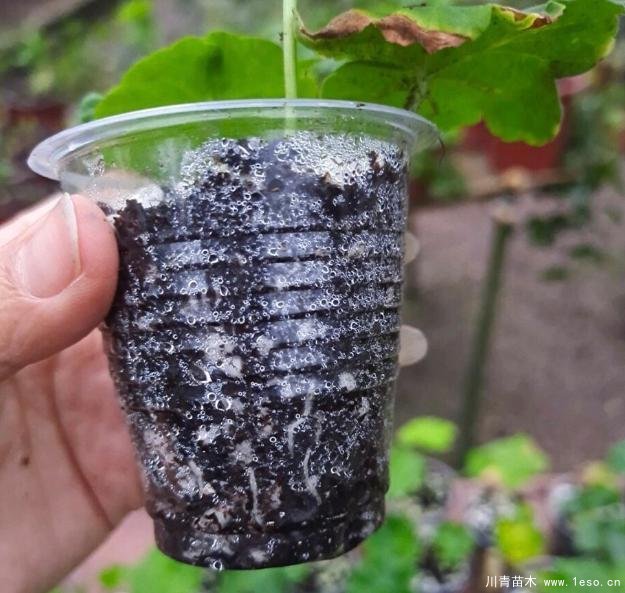 花卉綠植，要學(xué)會(huì)扦插，這4種花卉晚秋、冬初可照樣育苗