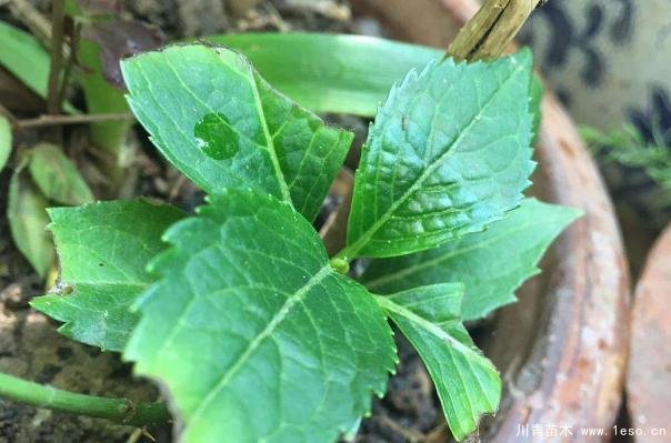 花卉綠植，要學(xué)會(huì)扦插，這4種花卉晚秋、冬初可照樣育苗