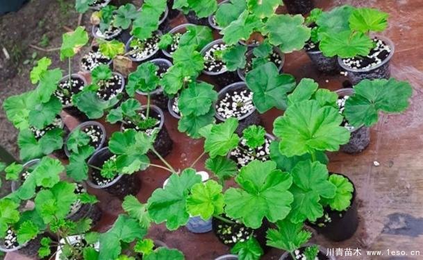 花卉綠植，要學(xué)會(huì)扦插，這4種花卉晚秋、冬初可照樣育苗