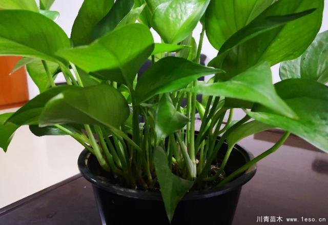 花卉綠植，要學(xué)會(huì)扦插，這4種花卉晚秋、冬初可照樣育苗