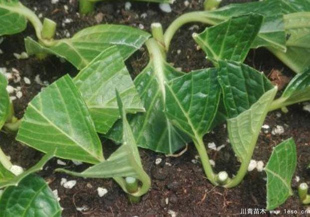 花卉綠植，要學(xué)會(huì)扦插，這4種花卉晚秋、冬初可照樣育苗