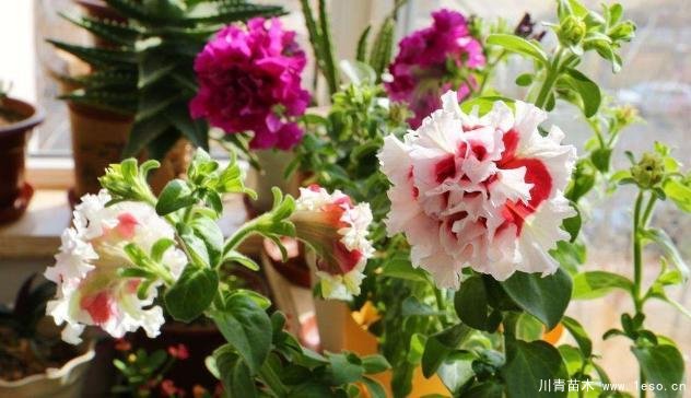 花卉綠植，要學(xué)會(huì)扦插，這4種花卉晚秋、冬初可照樣育苗