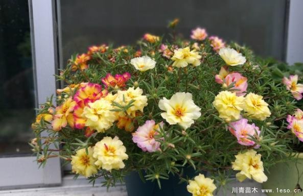 花卉綠植，要學(xué)會(huì)扦插，這4種花卉晚秋、冬初可照樣育苗