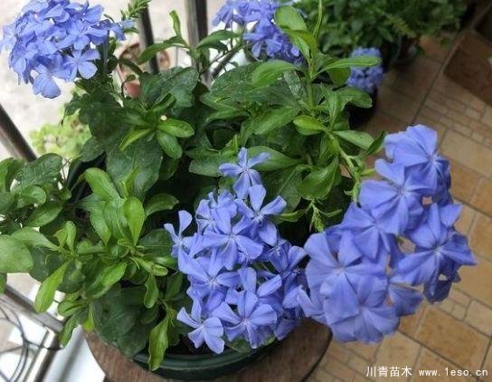 花卉綠植，要學(xué)會(huì)扦插，這4種花卉晚秋、冬初可照樣育苗