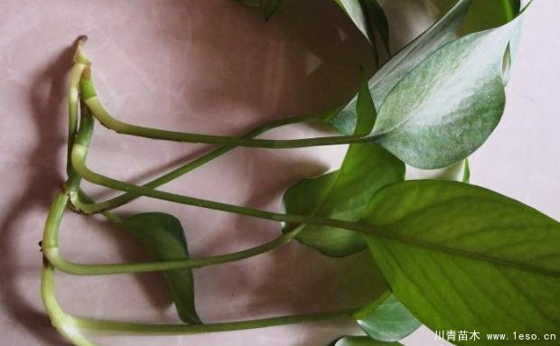 花卉綠植，要學(xué)會(huì)扦插，這4種花卉晚秋、冬初可照樣育苗