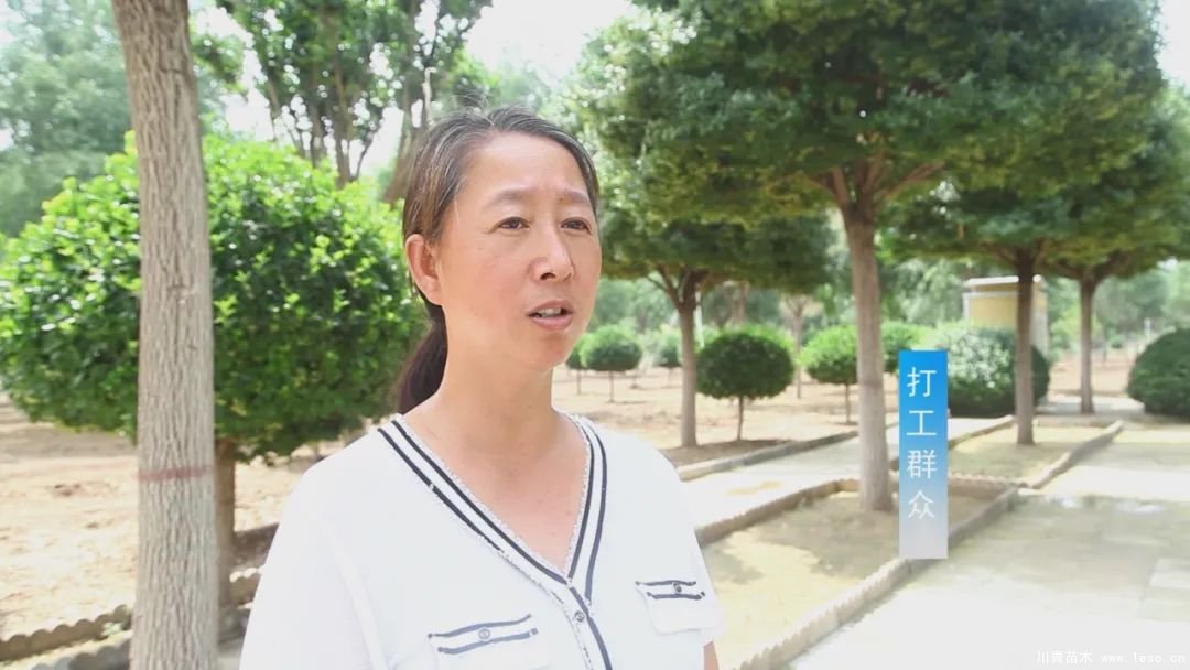 邱縣高檔苗木“栽植”千年秀林