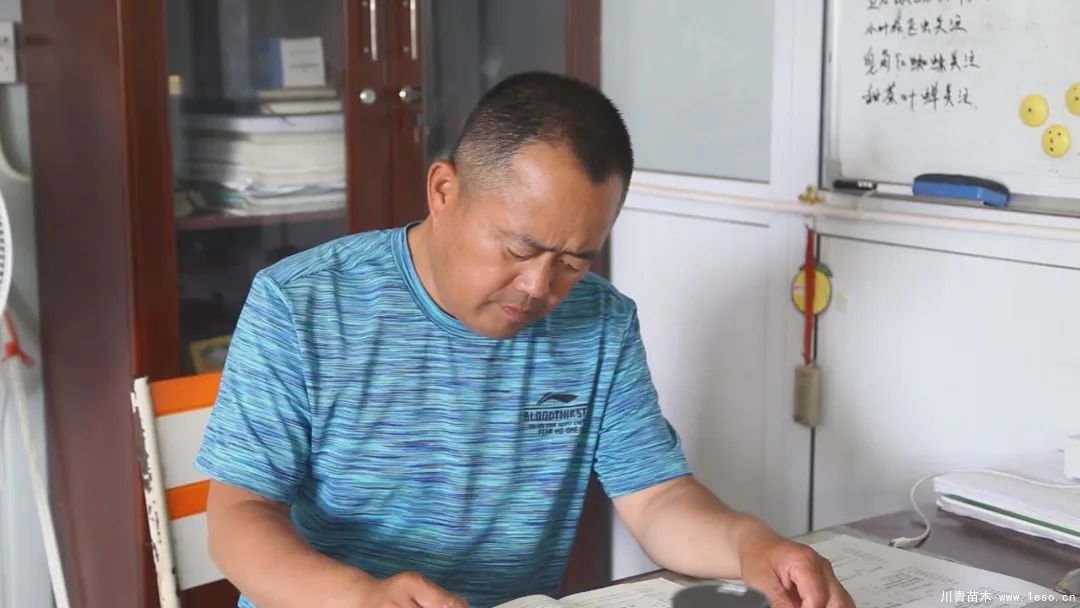 邱縣高檔苗木“栽植”千年秀林