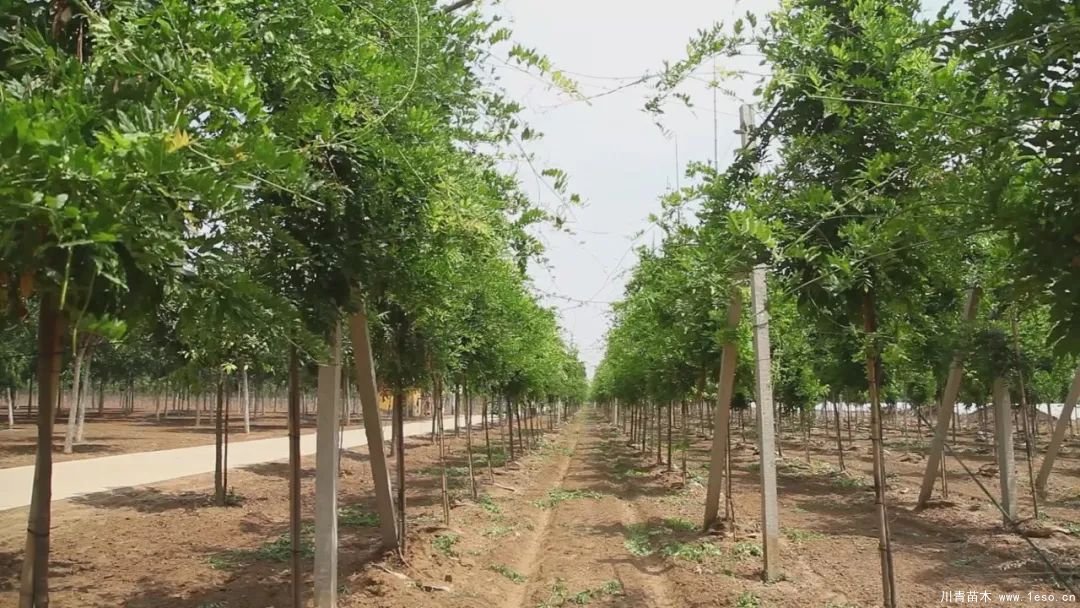 邱縣高檔苗木“栽植”千年秀林