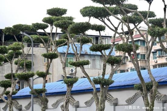 溫江路邊長出“盆景”!區城市園林綠化苗木:兼顧安全與采光