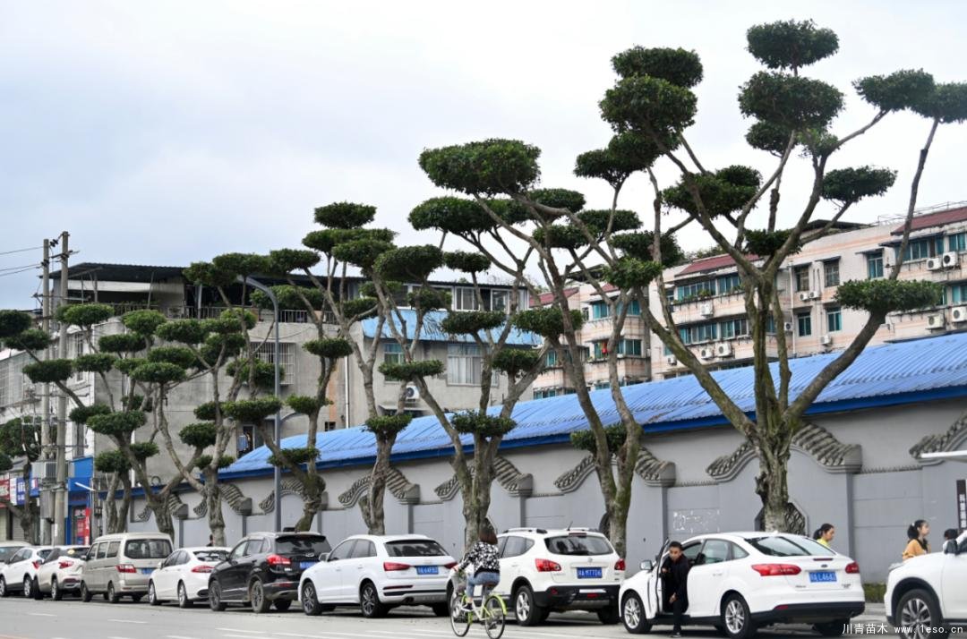 溫江路邊長出“盆景”!區城市園林綠化苗木:兼顧安全與采光