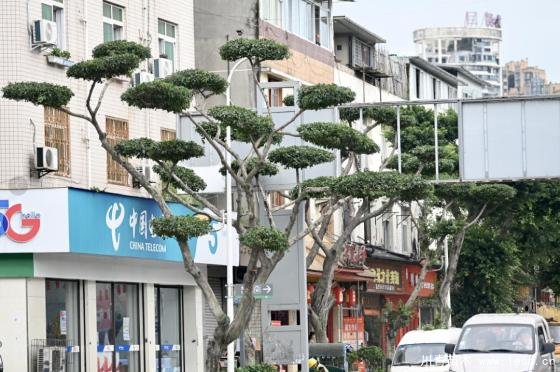 溫江路邊長出“盆景”!區城市園林綠化苗木:兼顧安全與采光