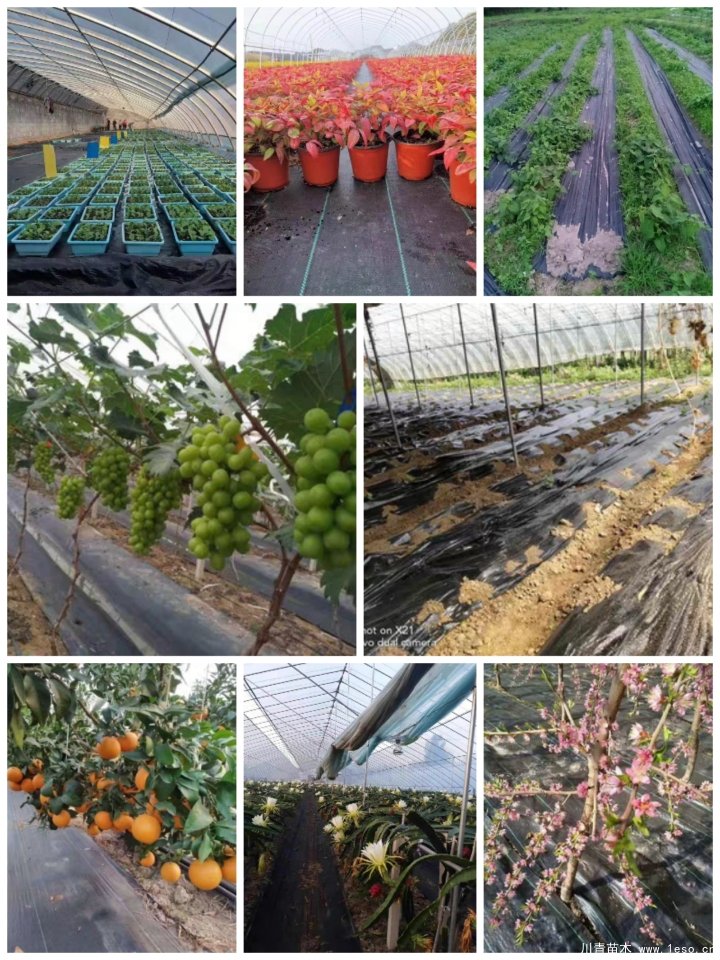 惠民展即將開展：觀里蔣家首屆果袋苗木農業生產