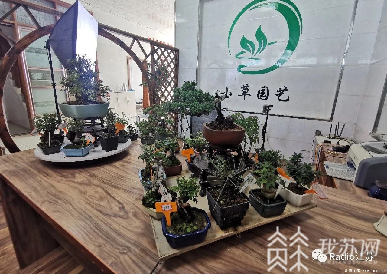 苗木盆景淘寶第一村【盆景園藝網(wǎng)紅直播基地】