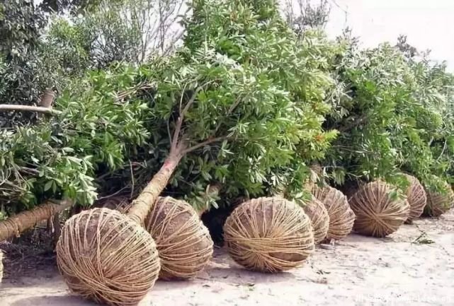 苗木生意怎么做才能長久?細節決定成敗!