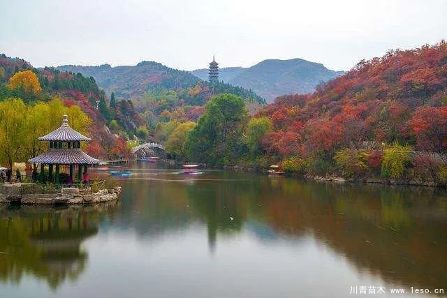 苗木生意怎么做才能長久?細節決定成敗!