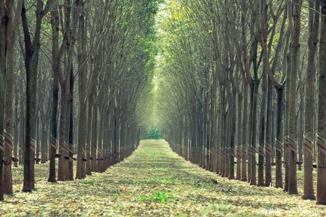 苗木生意怎么做才能長久?細節決定成敗!