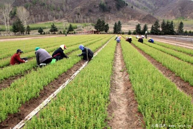 苗木生意怎么做才能長久?細節決定成敗!