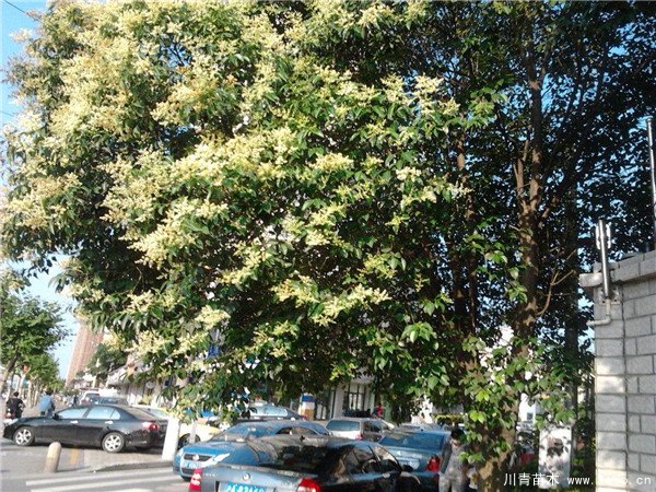 農(nóng)民大量種植女貞樹，曾經(jīng)3畝賣10萬元，如今無人問津，砍掉當柴火