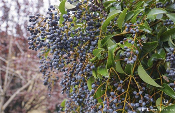 農(nóng)民大量種植女貞樹，曾經(jīng)3畝賣10萬元，如今無人問津，砍掉當柴火