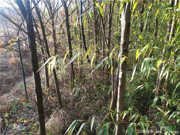 農(nóng)民大量種植女貞樹，曾經(jīng)3畝賣10萬元，如今無人問津，砍掉當柴火