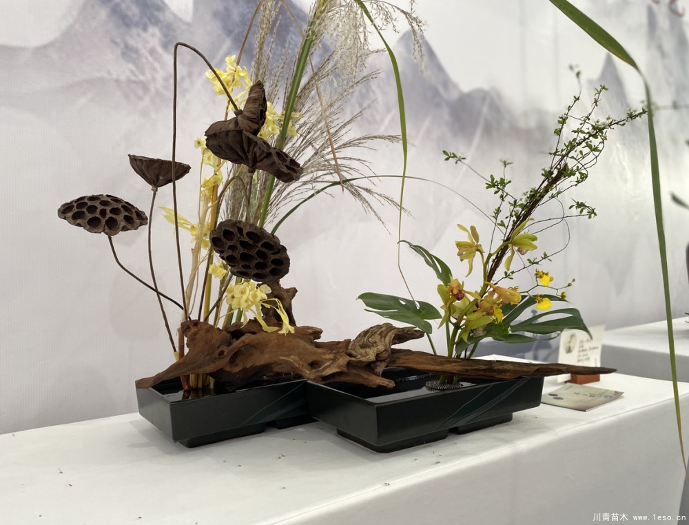 第二屆成都國(guó)際花木博覽會(huì)在溫江區(qū)鎮(zhèn)子鄉(xiāng)盛大啟幕