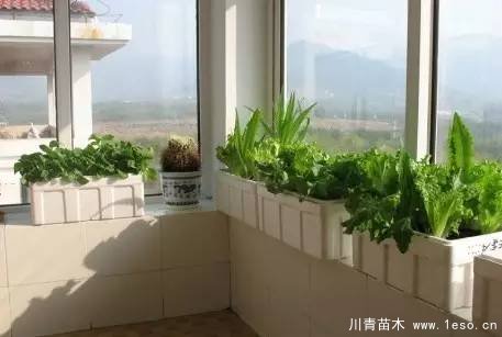 教你治陽臺花園飛蟲這十招就可以搞定咯!