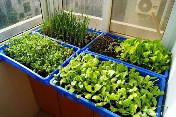 教你治陽臺花園飛蟲這十招就可以搞定咯!