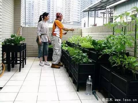 教你治陽臺花園飛蟲這十招就可以搞定咯!