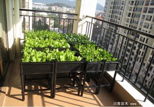 教你治陽臺花園飛蟲這十招就可以搞定咯!