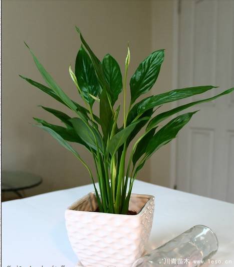 水培植物美與懶