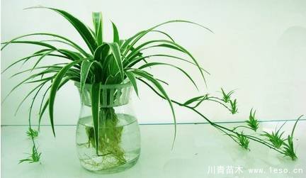 水培植物美與懶