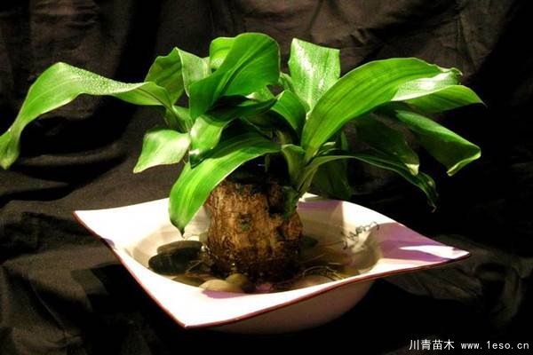 水培植物美與懶