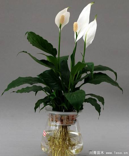 水培植物美與懶