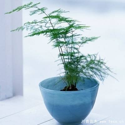 水培植物美與懶