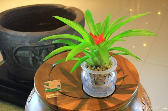 水培植物美與懶