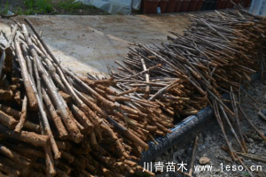 「三角梅」種植養(yǎng)護(hù)管理要點(diǎn)-扦插篇