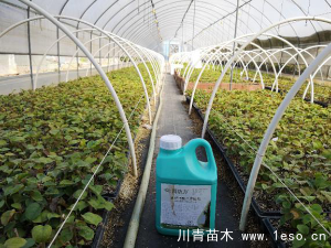 「三角梅」種植養(yǎng)護(hù)管理要點(diǎn)-扦插篇