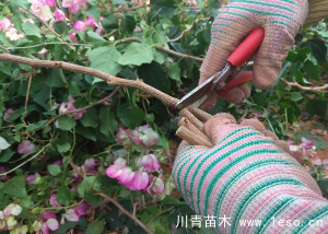 「三角梅」種植養(yǎng)護(hù)管理要點(diǎn)-扦插篇