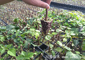 「三角梅」種植養(yǎng)護(hù)管理要點(diǎn)-扦插篇