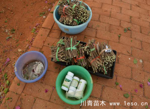 「三角梅」種植養(yǎng)護(hù)管理要點(diǎn)-扦插篇