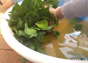 「三角梅」種植養(yǎng)護(hù)管理要點(diǎn)-扦插篇