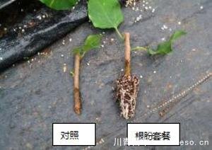 「三角梅」種植養(yǎng)護(hù)管理要點(diǎn)-扦插篇