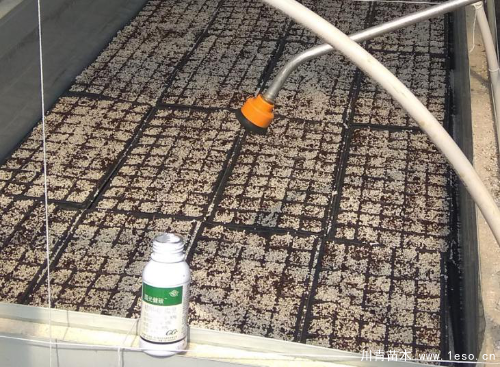 「三角梅」種植養(yǎng)護(hù)管理要點(diǎn)-扦插篇