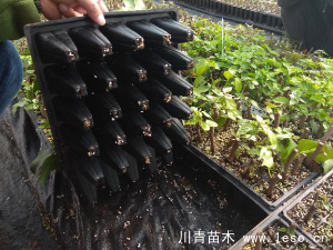 「三角梅」種植養(yǎng)護(hù)管理要點(diǎn)-扦插篇