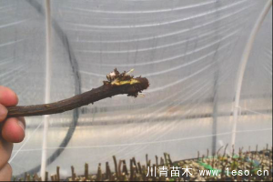 「三角梅」種植養(yǎng)護(hù)管理要點(diǎn)-扦插篇