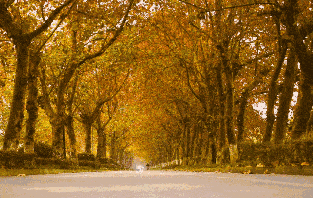 距成都1h!10余公里溫玉路梧桐大道迎最美春夏秋冬!