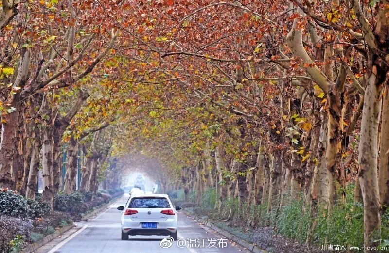 距成都1h!10余公里溫玉路梧桐大道迎最美春夏秋冬!